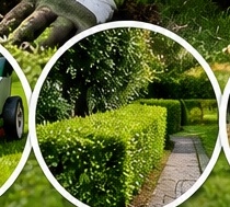 Hedge trimming